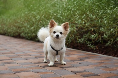 Photo of Cute Chihuahua on walkway outdoors. Dog walking