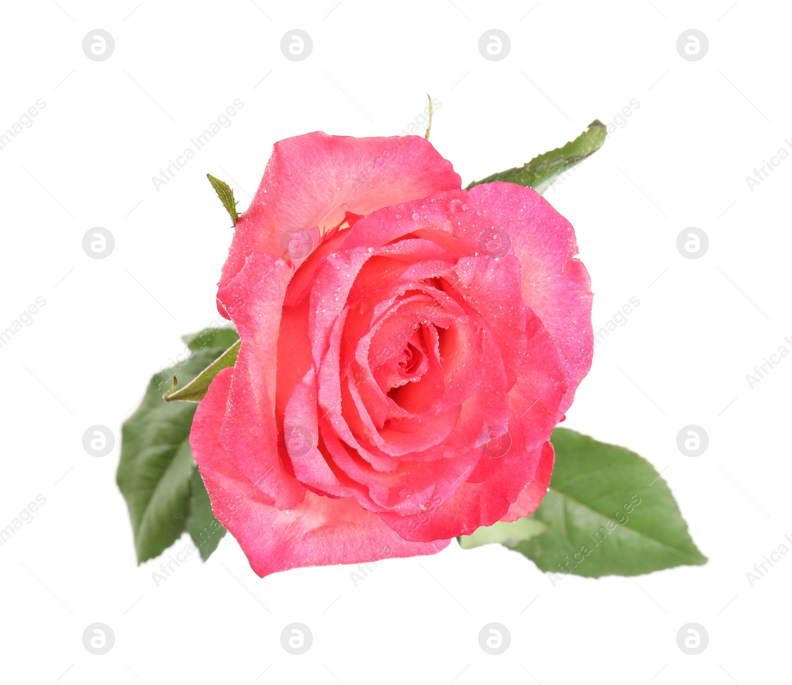 Photo of Beautiful pink rose flower with water drops isolated on white, top view