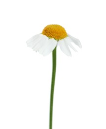Beautiful tender chamomile flower isolated on white