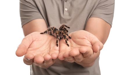 Photo of Man holding striped knee tarantula on white background, closeup