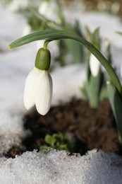 Beautiful blooming snowdrops growing outdoors, closeup. Spring flowers