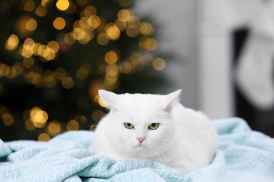 Photo of Christmas atmosphere. Cute cat lying on light blue blanket in cosy room. Space for text