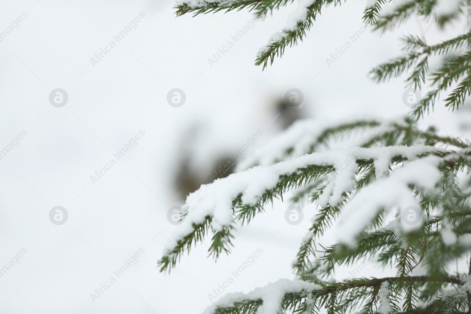 Photo of Closeup view of fir tree covered with snow on white background, space for text