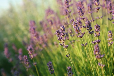 Beautiful blooming lavender growing in field, closeup. Space for text