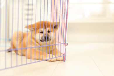 Photo of Cute Akita Inu puppy in playpen indoors. Baby animal