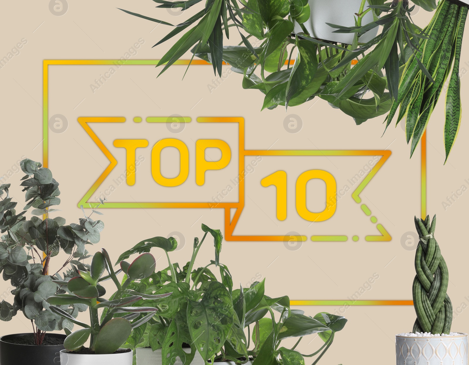 Image of Top ten list of houseplants on beige background