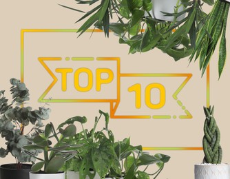 Image of Top ten list of houseplants on beige background