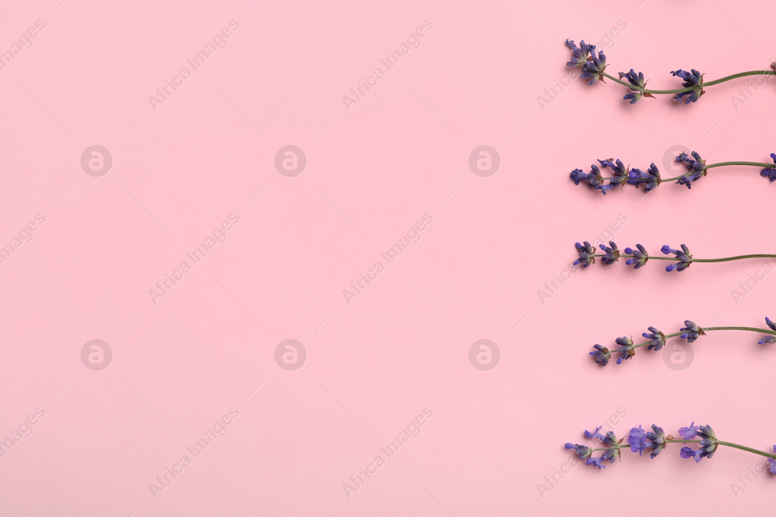 Photo of Beautiful lavender flowers on pink background, flat lay. Space for text