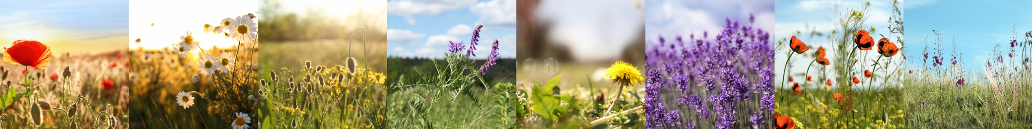 Image of Collage with photos of different beautiful wild flowers growing in meadow