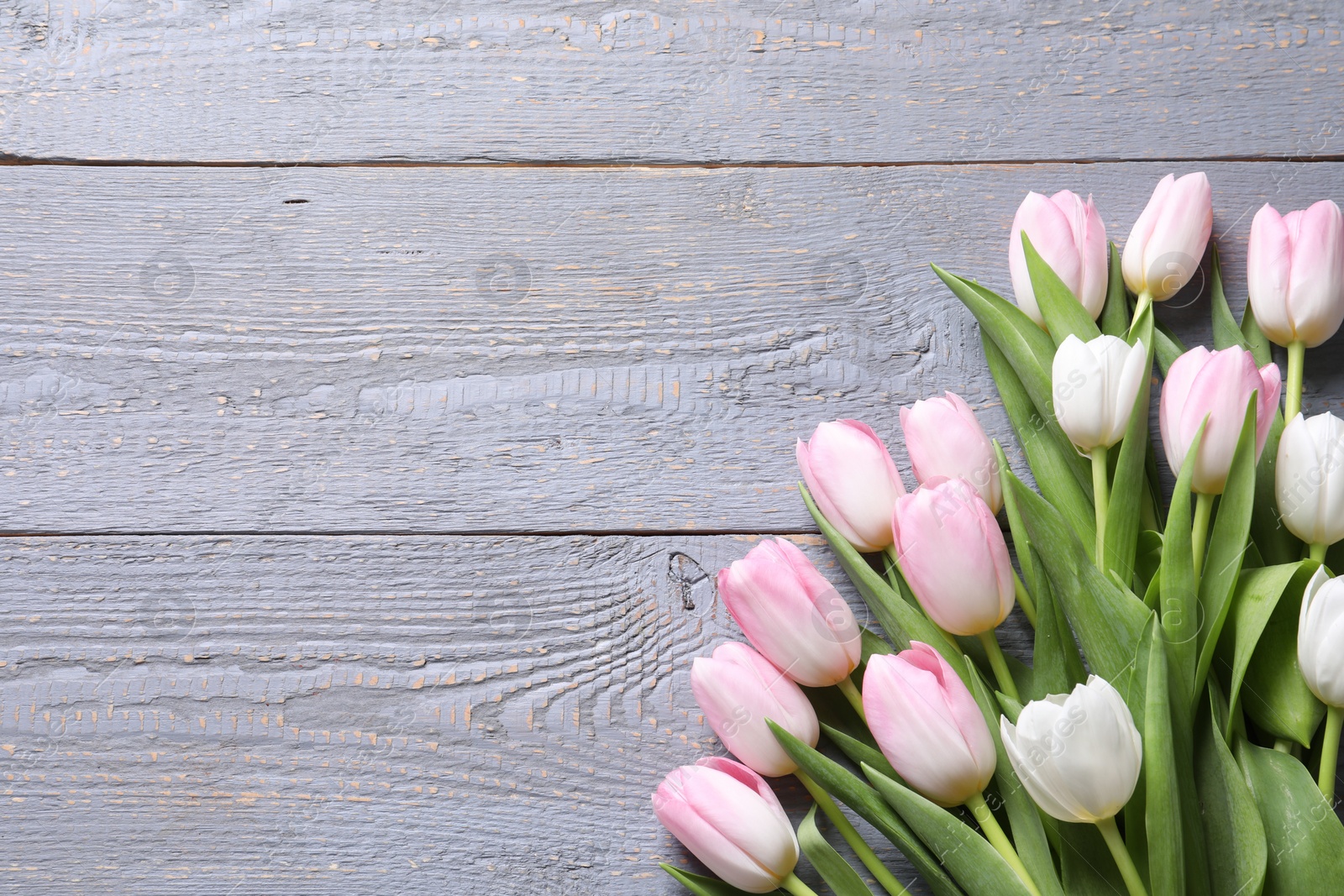 Photo of Beautiful pink spring tulips on grey wooden background, flat lay. Space for text