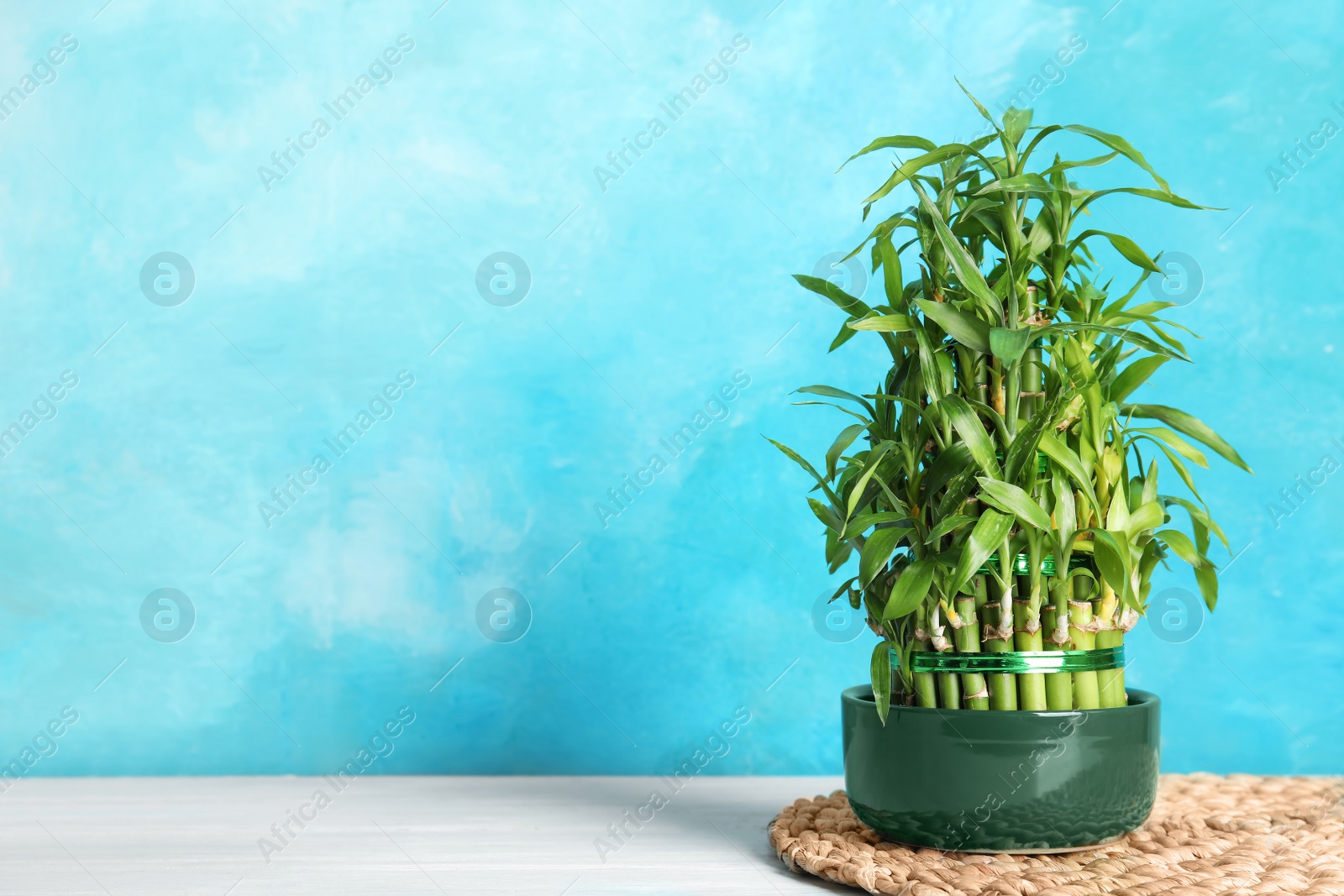 Photo of Green bamboo in pot near color wall. Space for text