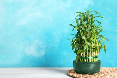 Photo of Green bamboo in pot near color wall. Space for text