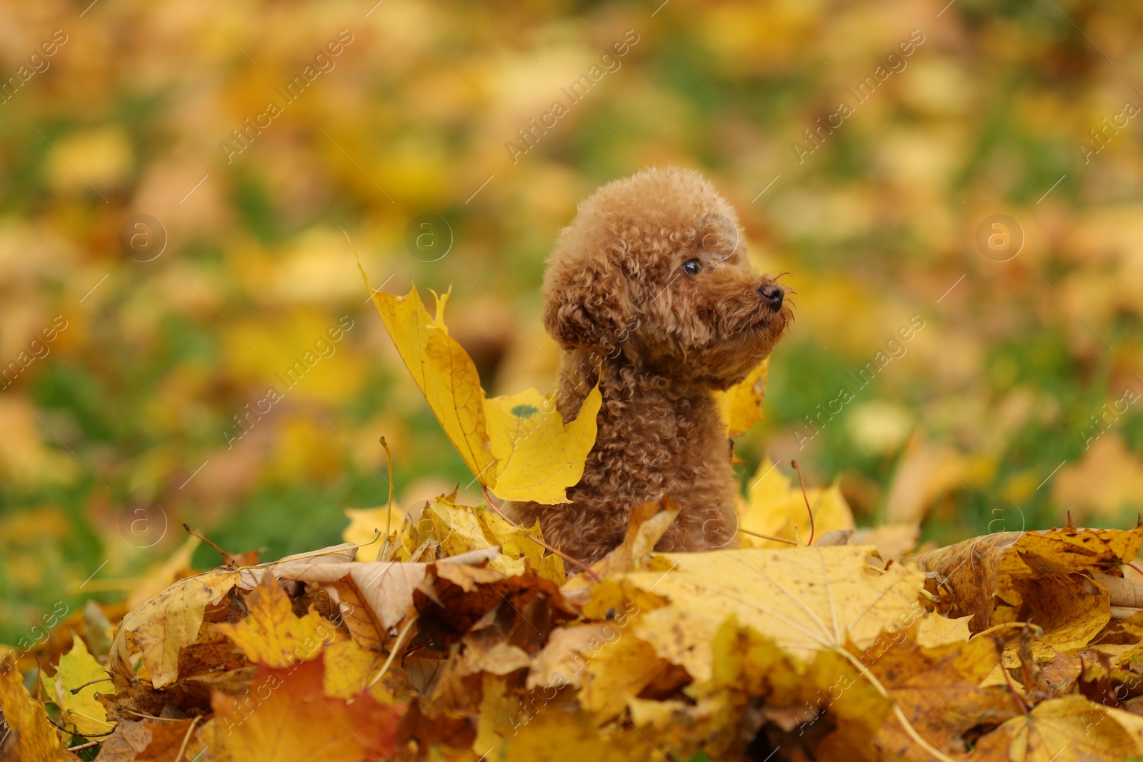 Photo of Cute Maltipoo dog playing in heap of dry leaves in autumn park