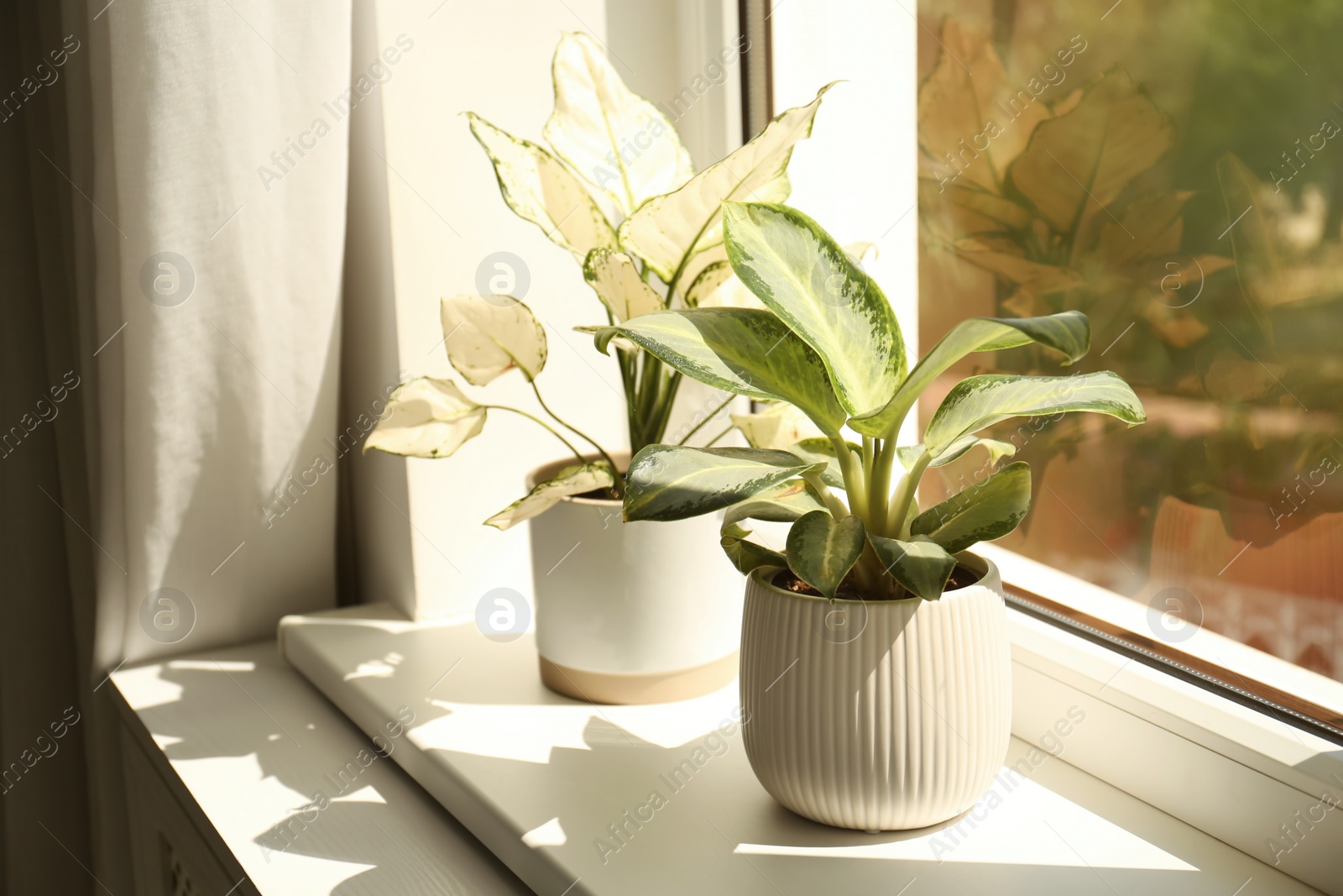 Photo of Exotic houseplants with beautiful leaves on window sill at home