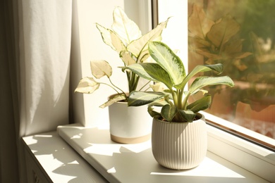 Exotic houseplants with beautiful leaves on window sill at home