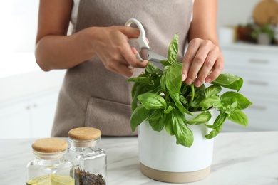 Woman picking fresh basil at white table in kitchen, closeup