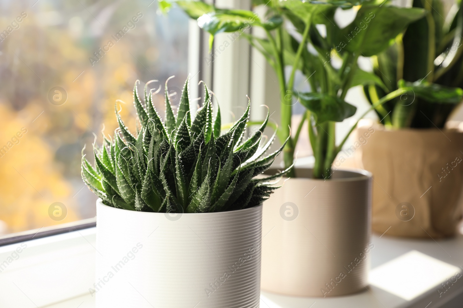 Photo of Beautiful succulent plant on windowsill at home