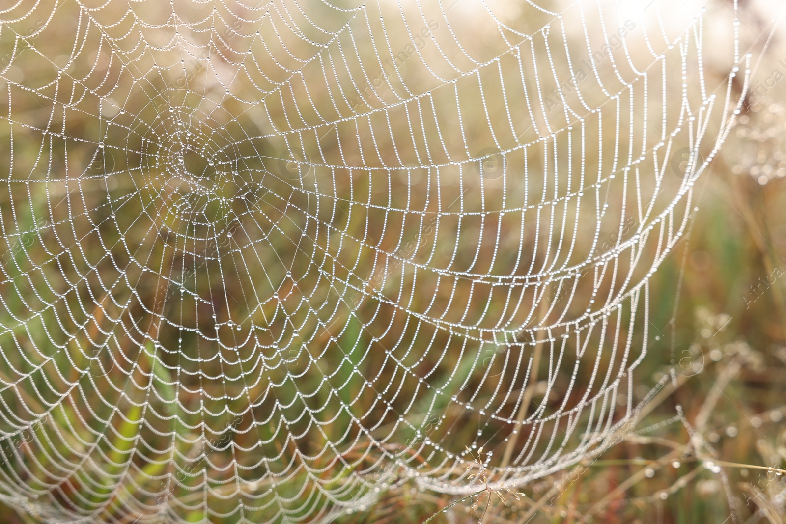 Photo of Closeup view of cobweb with dew drops on plants outdoors