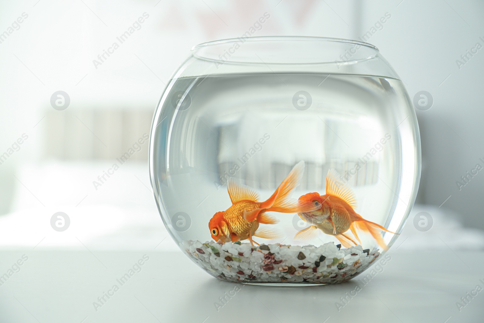 Photo of Beautiful bright goldfish in aquarium on table at home