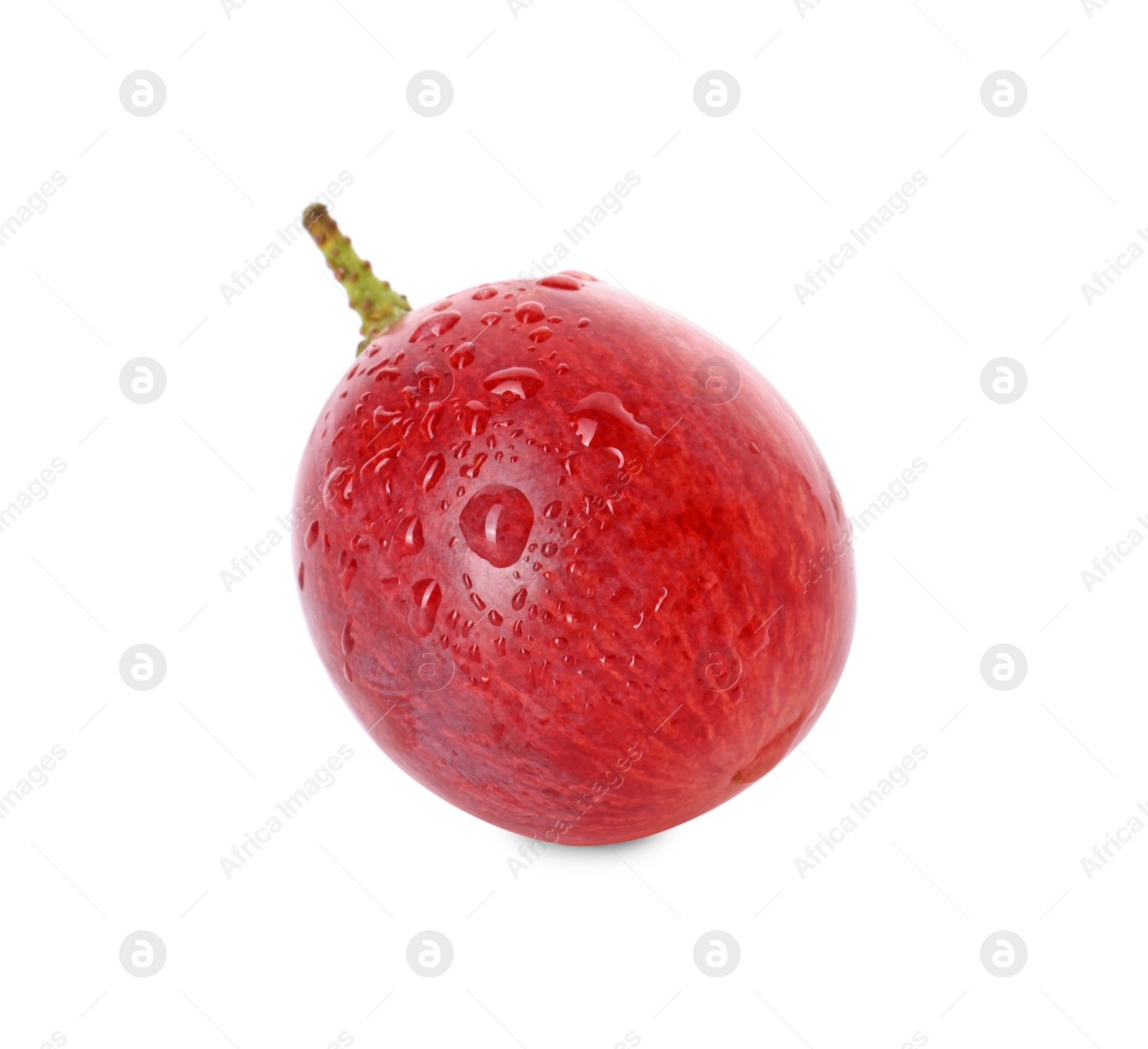 Photo of One ripe red grape with water drops isolated on white