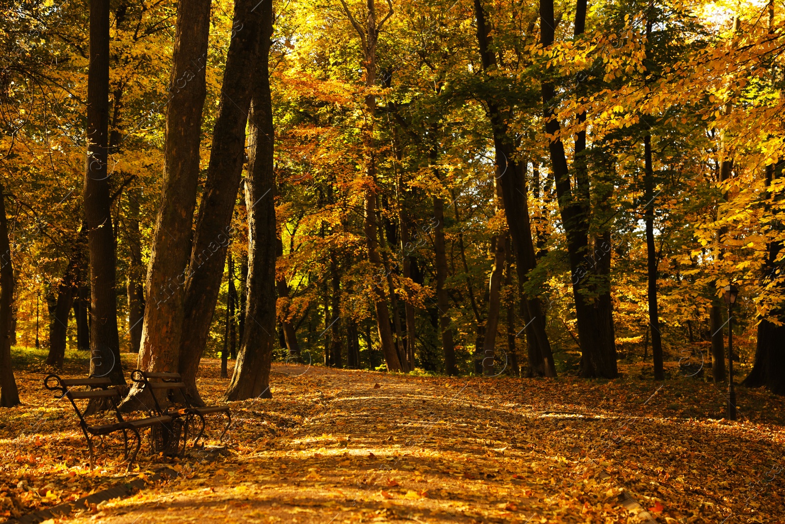 Photo of Beautiful yellowed trees and fallen leaves in park on sunny day