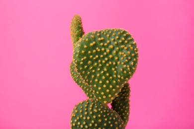 Beautiful green Opuntia cactus on pink background
