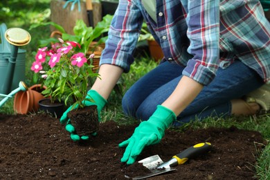 Photo of Woman transplanting beautiful pink vinca flower into soil in garden, closeup