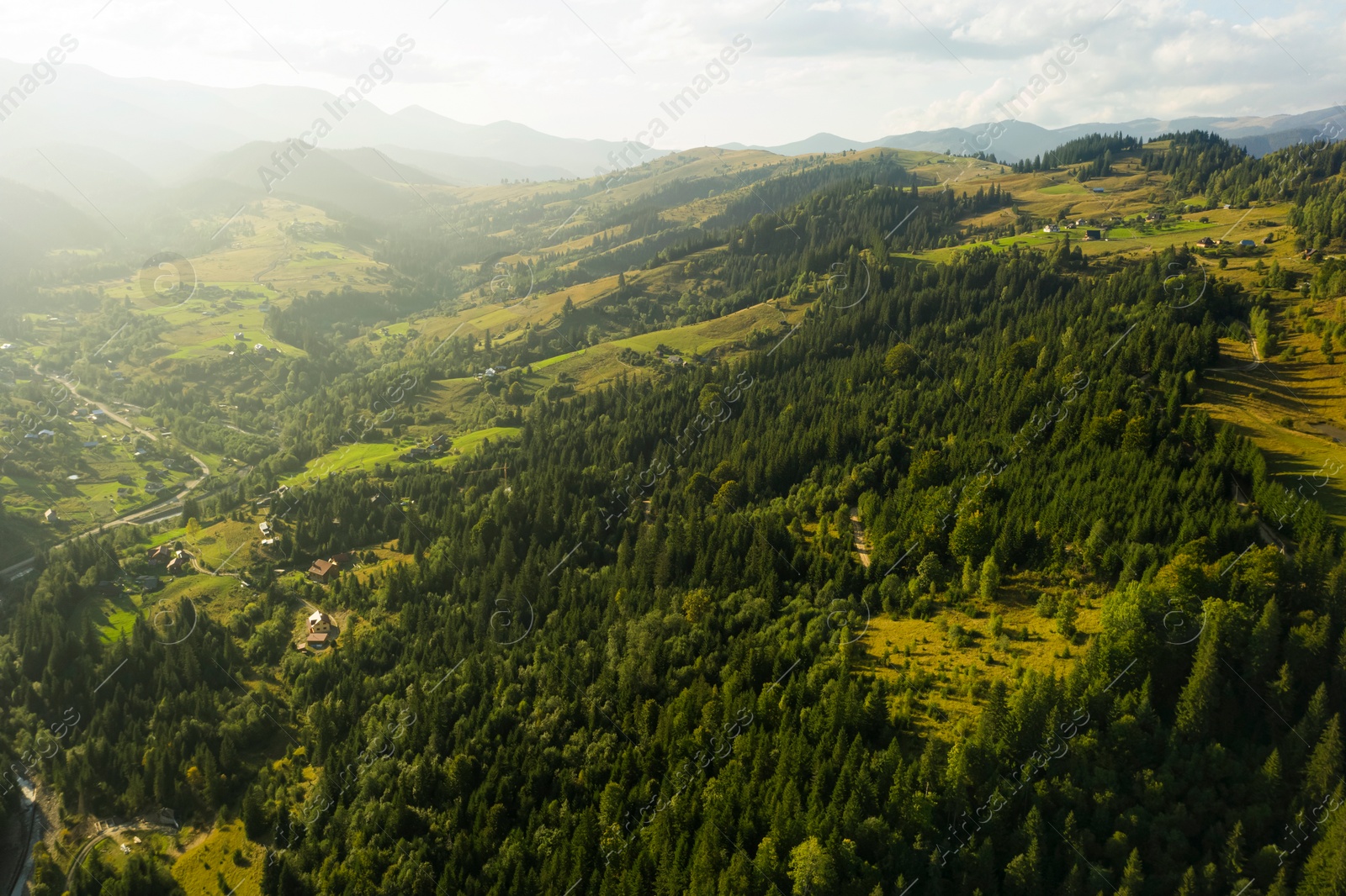 Image of Aerial view of beautiful conifer trees in mountains on sunny day