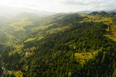 Aerial view of beautiful conifer trees in mountains on sunny day