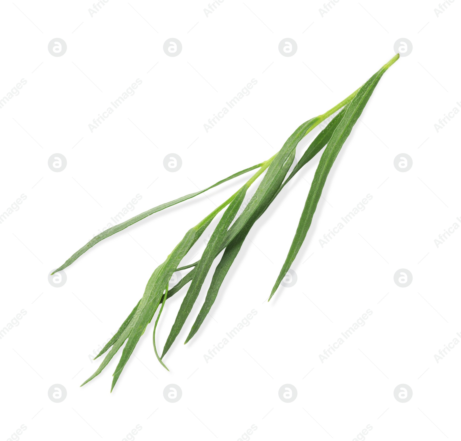 Photo of One sprig of fresh tarragon on white background, top view