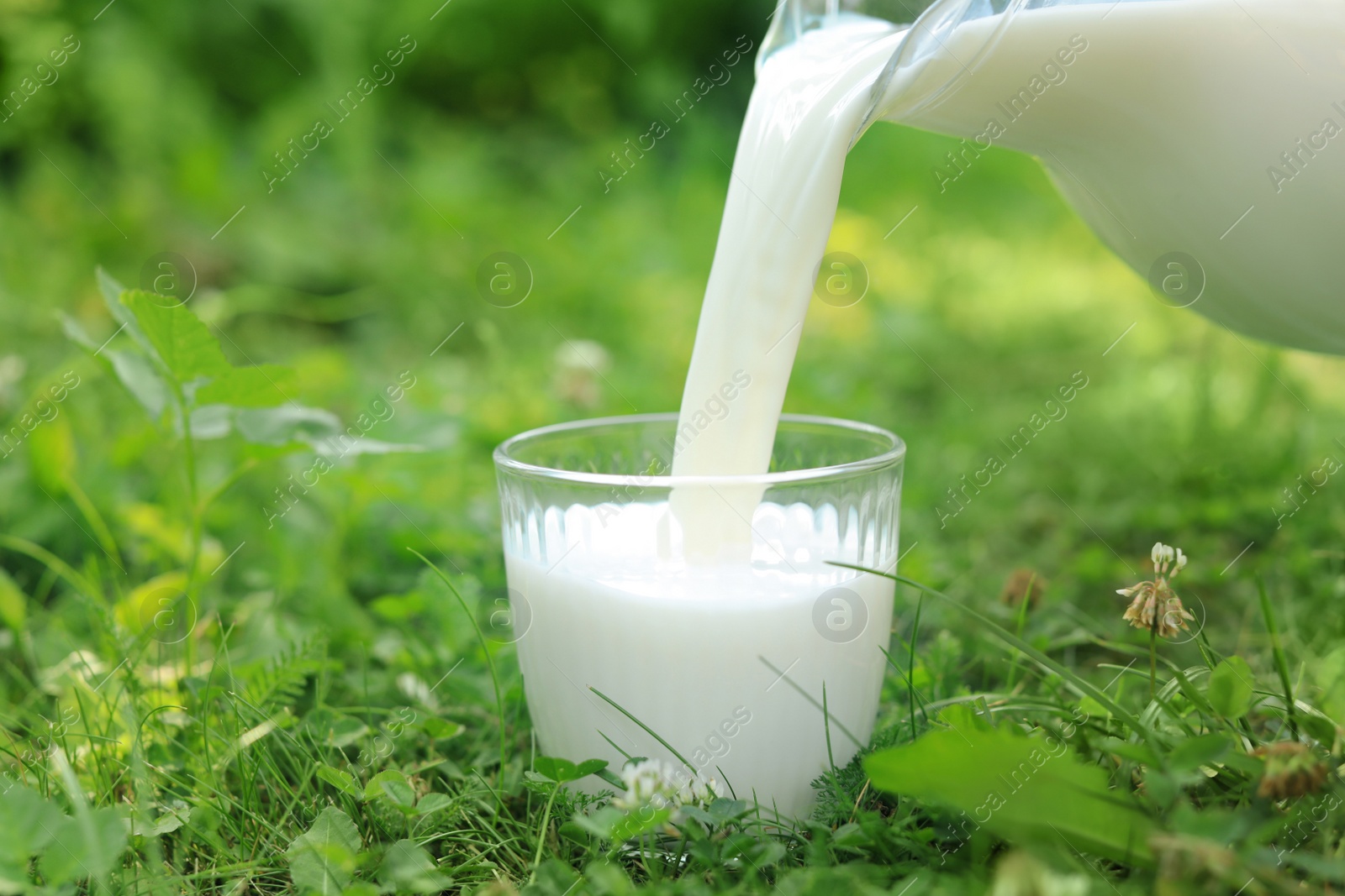 Photo of Pouring tasty fresh milk from jug into glass on green grass outdoors, closeup. Space for text