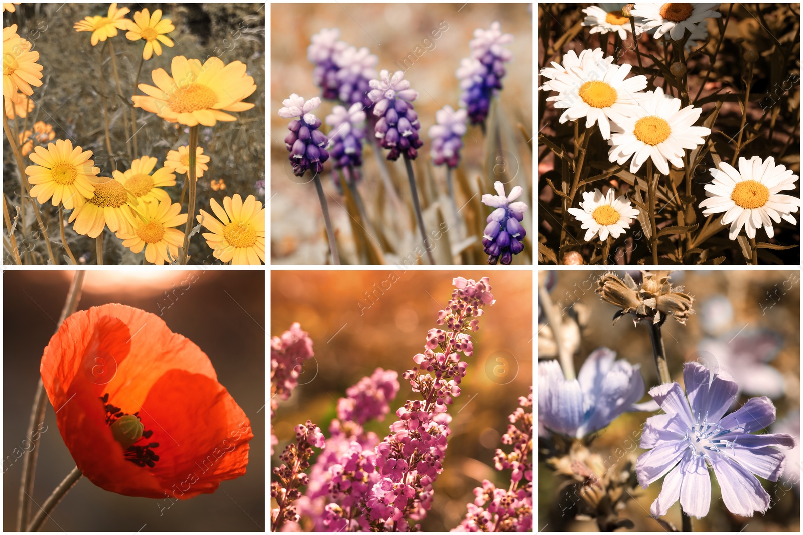 Image of Collage with photos of different beautiful wild flowers