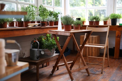 Different potted home plants and gardening tools in shop