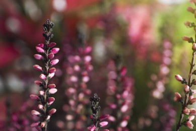 Photo of Heather shrub with beautiful flowers on blurred background, closeup