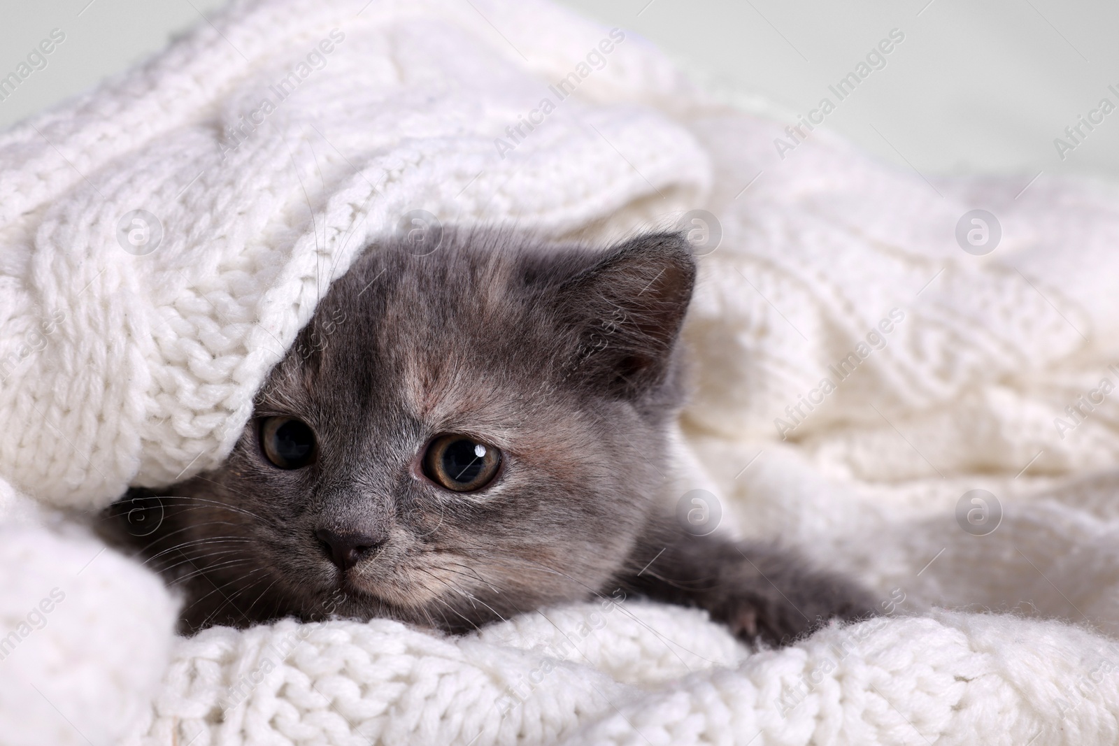 Photo of Cute fluffy kitten in white knitted blanket against light background