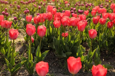 Photo of Field with fresh beautiful tulips. Blooming spring flowers