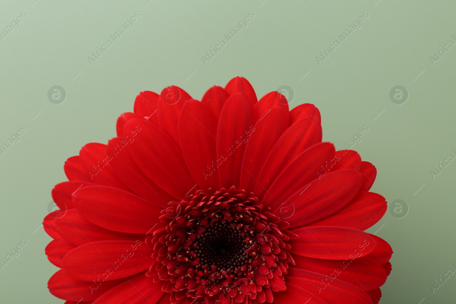 Photo of Beautiful red gerbera flower on pale green background, top view