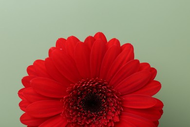 Photo of Beautiful red gerbera flower on pale green background, top view