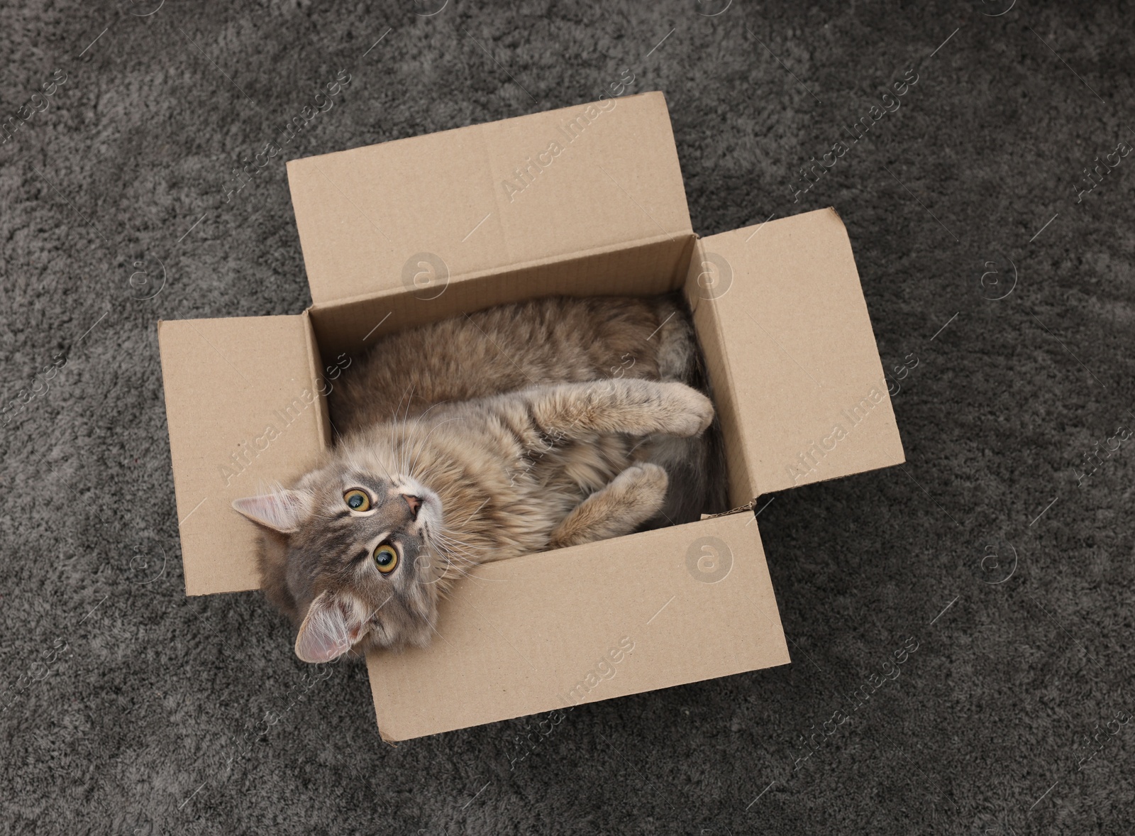 Photo of Cute fluffy cat in cardboard box on carpet, top view