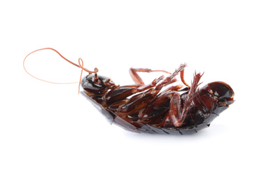 Photo of Dead brown cockroach isolated on white. Pest control