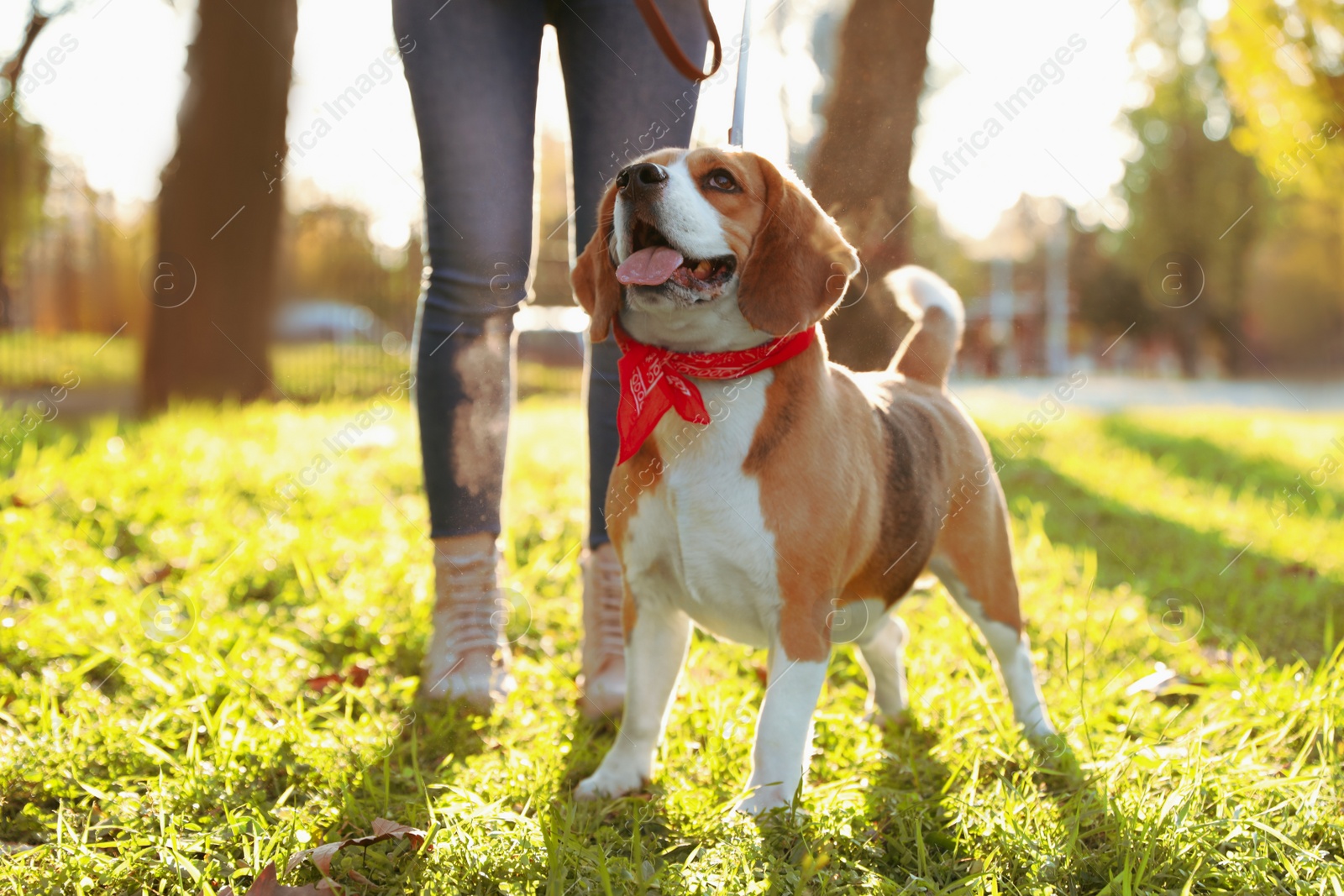 Photo of Woman walking her cute Beagle dog in autumn park, closeup