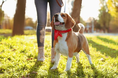 Woman walking her cute Beagle dog in autumn park, closeup