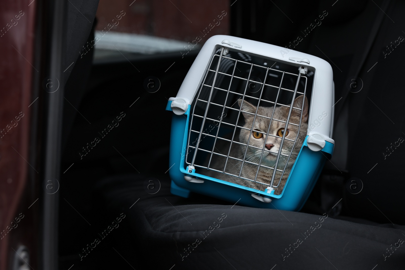 Photo of Travel with pet. Cute cat in carrier inside car