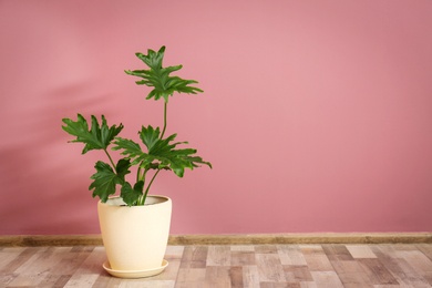 Tropical philodendron with big leaves in flowerpot against color wall indoors