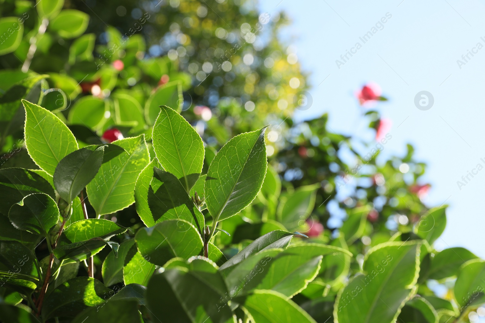 Photo of Beautiful green bush growing outdoors on sunny day, closeup. Space for text