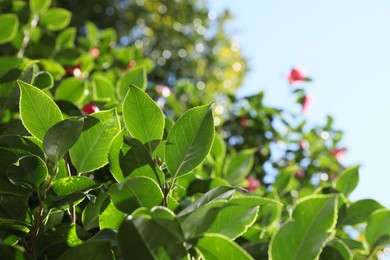 Beautiful green bush growing outdoors on sunny day, closeup. Space for text