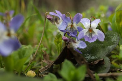 Photo of Beautiful wild violets blooming in forest. Spring flowers