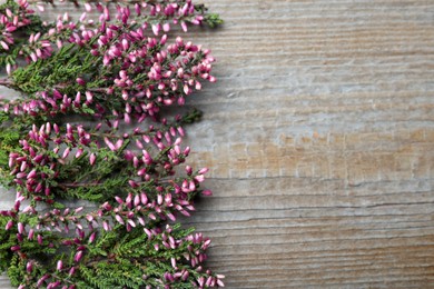 Photo of Heather branches with beautiful flowers on grey wooden table, flat lay. Space for text