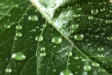 Photo of Beautiful green leaf with water drops, closeup