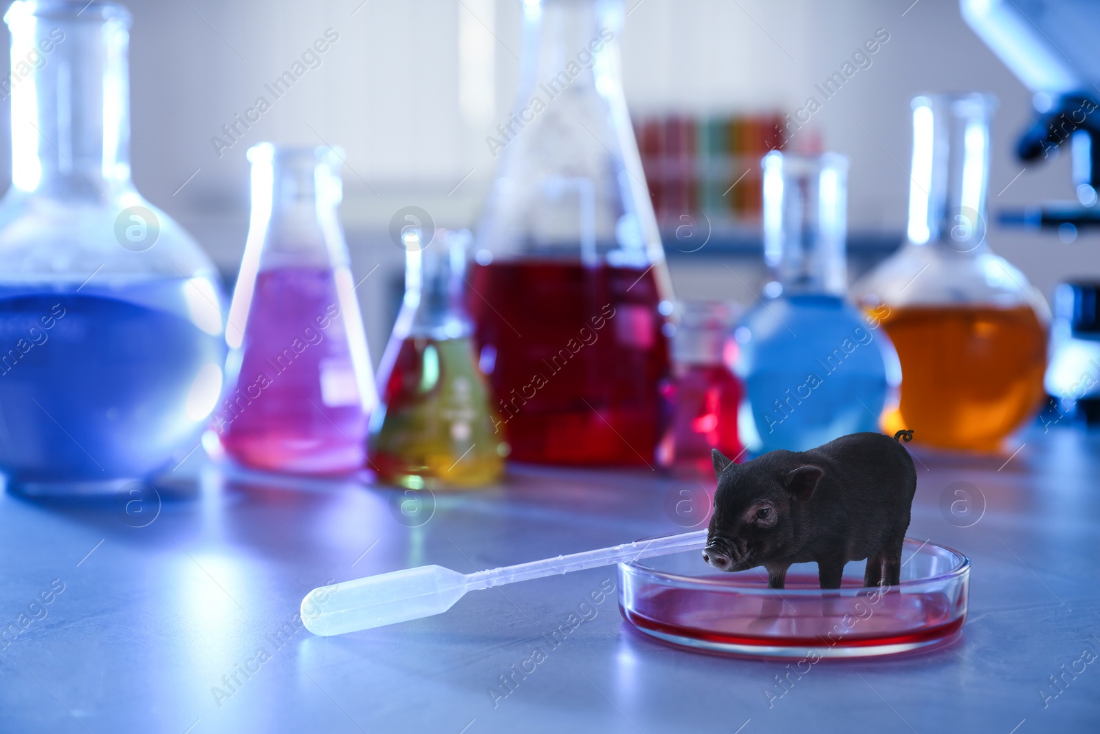 Image of Small pig in Petri dish on laboratory table. Cultured meat concept